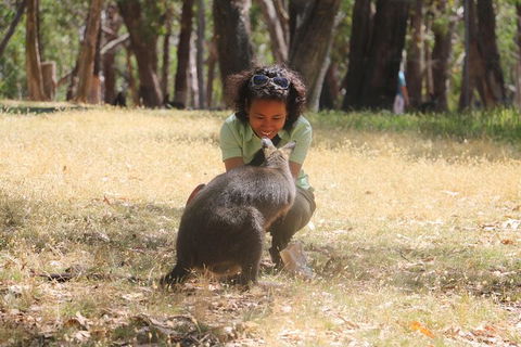 Shore Excursion: Adelaide City Sights, Cleland Wildlife, Mount Lofty, Penfolds - Tourism Guide 1