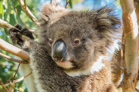 Shore Excursion: Adelaide City Sights, Cleland Wildlife, Mount Lofty, Penfolds - Tourism Guide 2