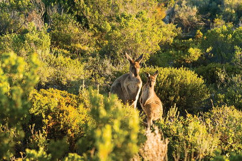 Coffin Bay Day Tour - A Taste Of Coffin Bay - Tourism Guide 11