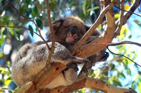 2-Day Kangaroo Island Tour From Adelaide - Tourism Guide 13