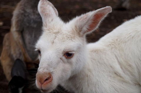 2-Day Kangaroo Island Tour From Adelaide - Tourism Guide 16
