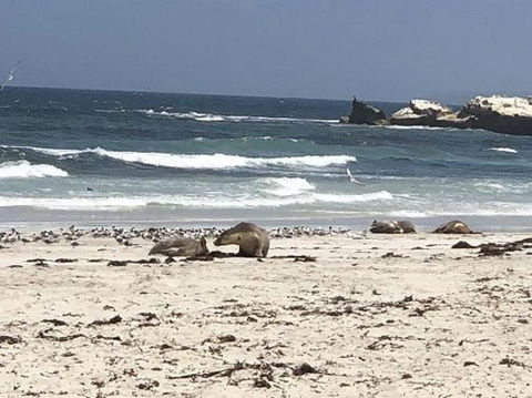 2-Day Kangaroo Island Tour From Adelaide - Tourism Guide 4