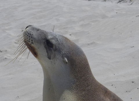2-Day Kangaroo Island Tour From Adelaide - Tourism Guide 9