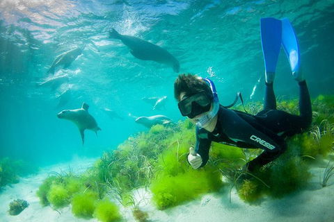 Half-Day Sea Lion Snorkeling Tour From Port Lincoln - Tourism Guide 0