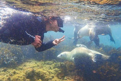 Half-Day Sea Lion Snorkeling Tour From Port Lincoln - Tourism Guide 8
