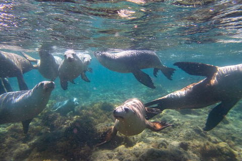 Half-Day Sea Lion Snorkeling Tour From Port Lincoln - Tourism Guide 2