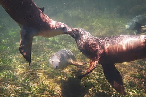 Half-Day Sea Lion Snorkeling Tour From Port Lincoln - Tourism Guide 6