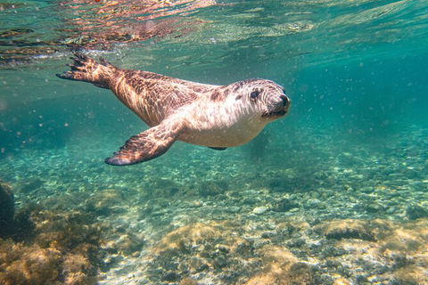 Half-Day Sea Lion Snorkeling Tour From Port Lincoln - Tourism Guide 4