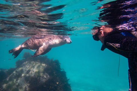 Half-Day Sea Lion Snorkeling Tour From Port Lincoln - Tourism Guide 5