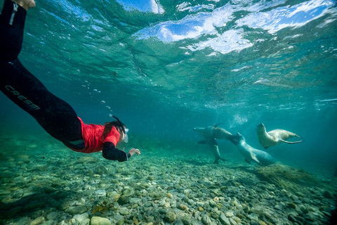 Half-Day Sea Lion Snorkeling Tour From Port Lincoln - Tourism Guide 1