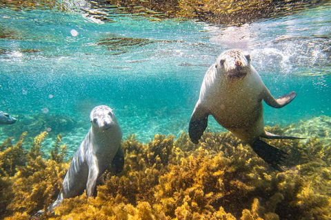 Half-Day Sea Lion Snorkeling Tour From Port Lincoln - Tourism Guide 7
