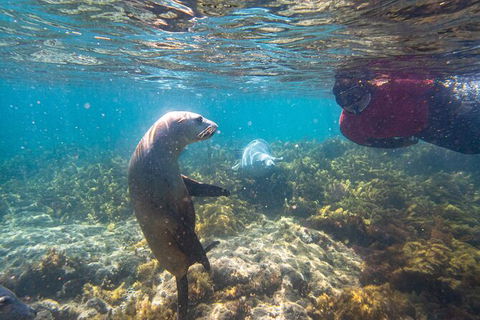 Half-Day Sea Lion Snorkeling Tour From Port Lincoln - Tourism Guide 3