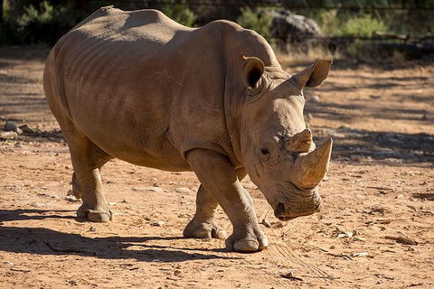 Rhino Interactive And A Day At Monarto Safari Park - Tourism Guide 1