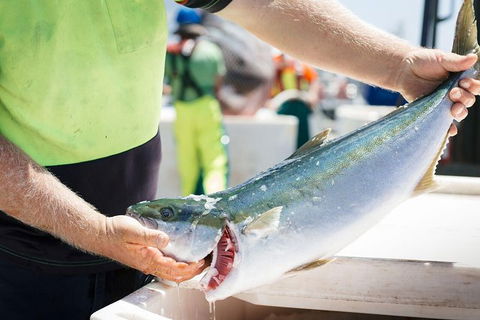 Exceptional Port Lincoln, Seafood And Wildlife Tour - Tourism Guide 9