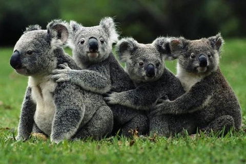 Barossa Private Group 1-13 Tour To Barossa Valley Or McLaren Vale From Adelaide - Tourism Guide 35