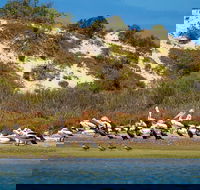 Murray Mouth Cruise - Tourism Guide