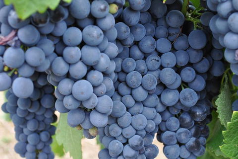 Adelaide Hills Day Tour. Winery Cellar Doors - Tourism Guide 7