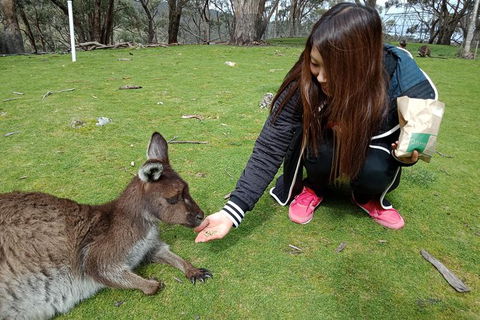 Adelaide Essentials Tour - Tourism Guide 0
