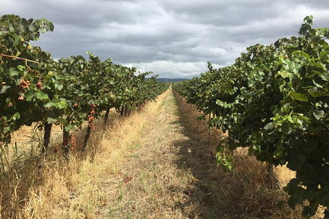 McLaren Vale\'s Greatest Tour With The Best Itinerary! - Tourism Guide 9