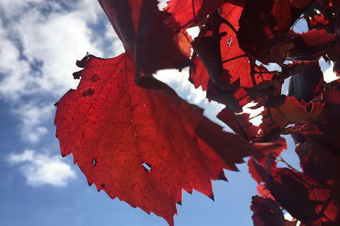 McLaren Vale Tour, Visit Up To 5 Wineries With A Great Itinerary. - Tourism Guide 11