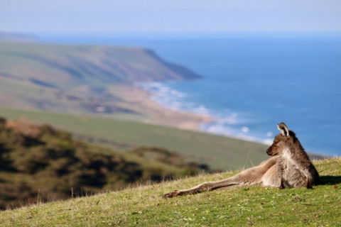 Fleurieu Explorer - Full-Day Tour - Tourism Guide 2