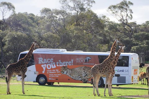 Monarto Safari Park Bus Transfers From Adelaide City - Tourism Guide 0