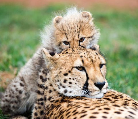 Cheetah Experience At Monarto Safari Park - Tourism Guide 1