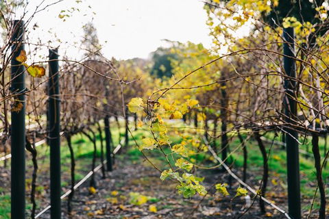 Australian Wine Discovery Tour Ticket - Tourism Guide 4