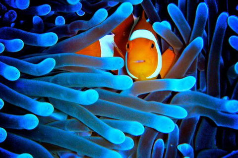 5-Day Best Of Cairns With Daintree, Kuranda, And Great Barrier Reef - Tourism Guide 2