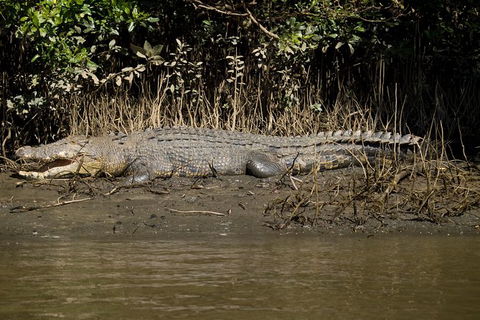 5-Day Best Of Cairns With Daintree, Kuranda, And Great Barrier Reef - Tourism Guide 10