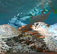 Great Barrier Reef Sailing and Snorkeling Cruise from Port Douglas - Tourism Guide