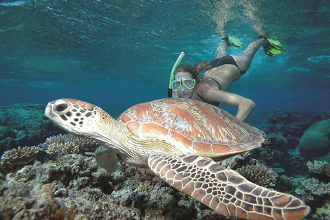 Great Barrier Reef Sailing And Snorkeling Cruise From Port Douglas - Tourism Guide 0