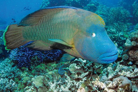 Poseidon Outer Great Barrier Reef Snorkeling And Diving Cruise From Port Douglas - Tourism Guide 1