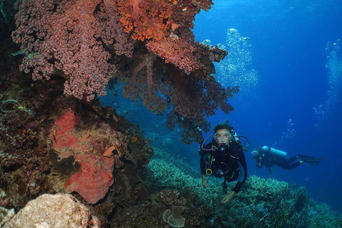 Poseidon Outer Great Barrier Reef Snorkeling And Diving Cruise From Port Douglas - Tourism Guide 8
