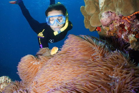 Poseidon Outer Great Barrier Reef Snorkeling And Diving Cruise From Port Douglas - Tourism Guide 4