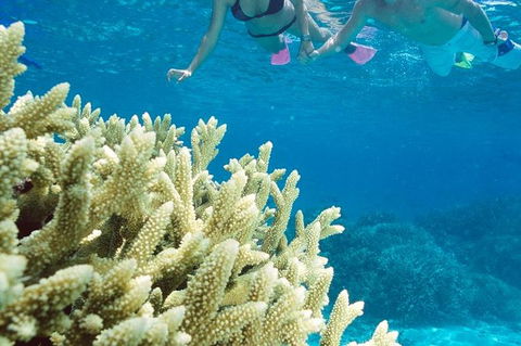 Silversonic Outer Great Barrier Reef Dive And Snorkel Cruise From Port Douglas - Tourism Guide 1