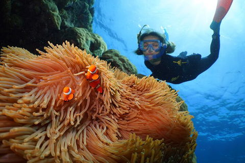 Silversonic Outer Great Barrier Reef Dive And Snorkel Cruise From Port Douglas - Tourism Guide 3