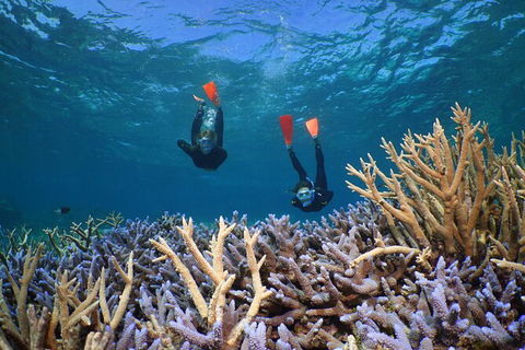 Silversonic Outer Great Barrier Reef Dive And Snorkel Cruise From Port Douglas - Tourism Guide 8