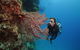 Silversonic Outer Great Barrier Reef Dive And Snorkel Cruise From Port Douglas - thumb 6