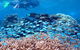 Silversonic Outer Great Barrier Reef Dive And Snorkel Cruise From Port Douglas - thumb 4