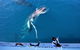Hervey Bay Whale Watching Experience - thumb 3