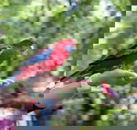 Springbrook National Park Discovery Full-Day Bushwalking Tour - Travel Search