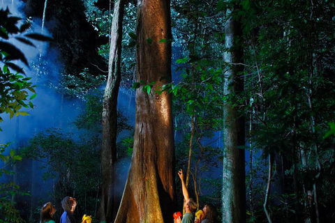 Daintree Rainforest Night Walk From Cape Tribulation - Tourism Guide 1