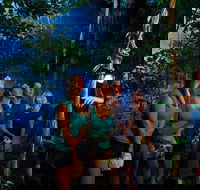 Daintree Rainforest Night Walk from Cape Tribulation - Tourism Guide