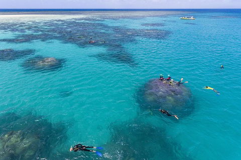 Ocean Safari Great Barrier Reef Experience In Cape Tribulation - Tourism Guide 12
