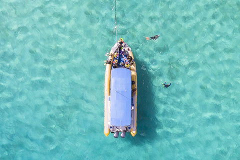 Ocean Safari Great Barrier Reef Experience In Cape Tribulation - Tourism Guide 17