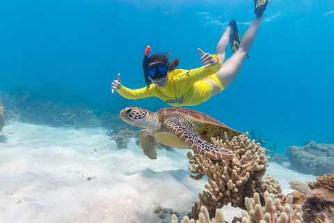 Ocean Safari Great Barrier Reef Experience In Cape Tribulation - Tourism Guide 13