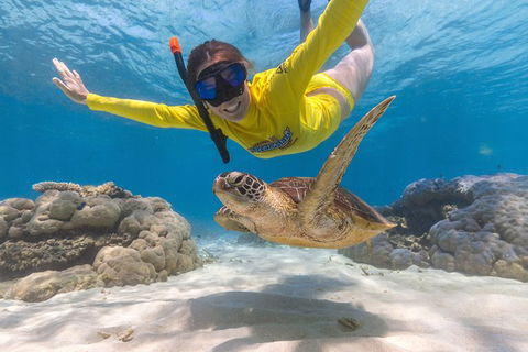 Ocean Safari Great Barrier Reef Experience In Cape Tribulation - Tourism Guide 2