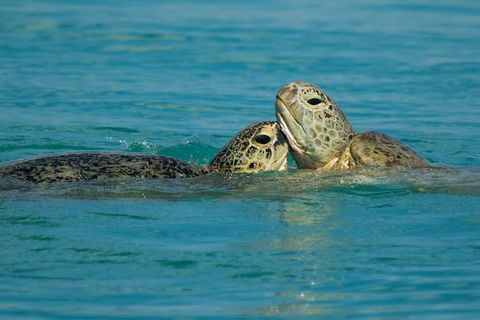 Great Sandy Marine Park Turtle Discovery And Cultural Eco Tour - Cruises Travel 7