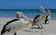 Great Sandy Marine Park Turtle Discovery And Cultural Eco Tour - thumb 4
